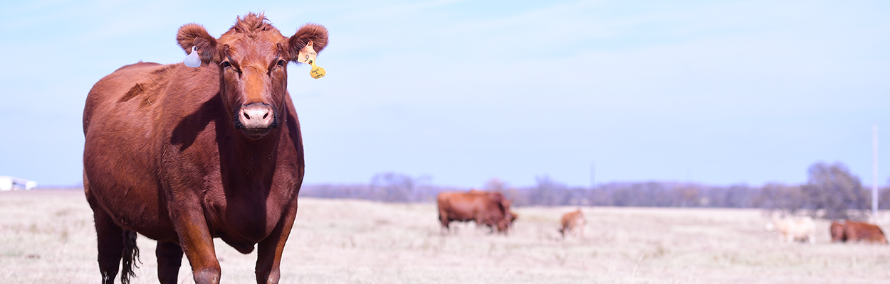 banner image